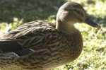 8 h18547_m pato b.jpg